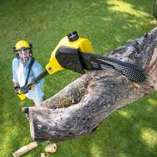 Best Tree Preservation Services  in Kensington, CA