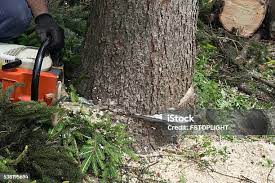 Soil Testing and Treatment in Kensington, CA