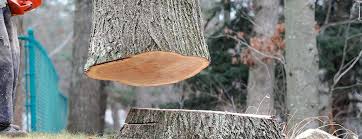 How Our Tree Care Process Works  in  Kensington, CA