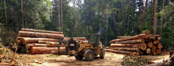 Best Tree Disease Treatment  in Kensington, CA