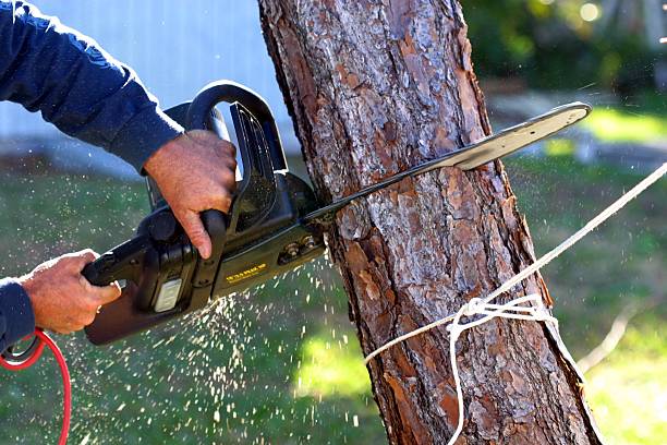 Best Lawn Disease Treatment  in Kensington, CA