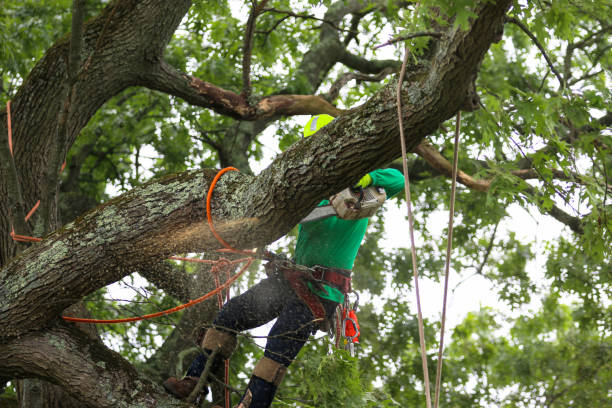Best Tree Cabling and Bracing  in Kensington, CA