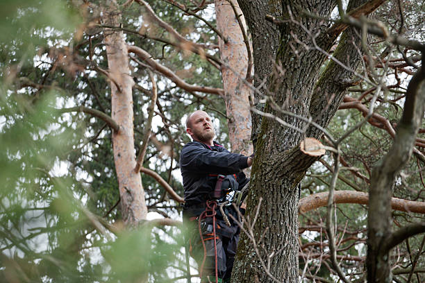 Best Tree and Shrub Care  in Kensington, CA