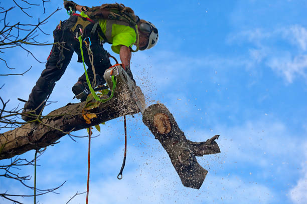 Best Tree Removal  in Kensington, CA
